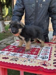 для быков: Немецкая овчарка, 1 месяц, Самец, С прививкой, С родословной — 6