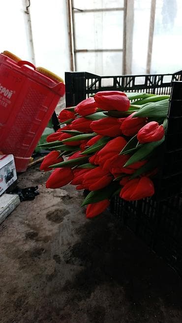 ак кой: ТЮЛЬПАНЫ 75сом без посредников своя теплица - Длина стебля — 7