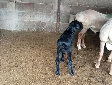 телята музо: Продаю | Овца (самка) | Для разведения | Племенные — 4