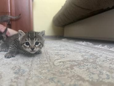 животные кошки: Котята, домашние, краткое описание: - Окрас: один бело-серый (биколор — 2