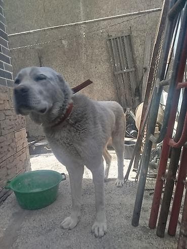 Алабай самец. 1,5 года.
Бишкек at lalafo.kg Алабай самец. 1,5 года.
Бишкек