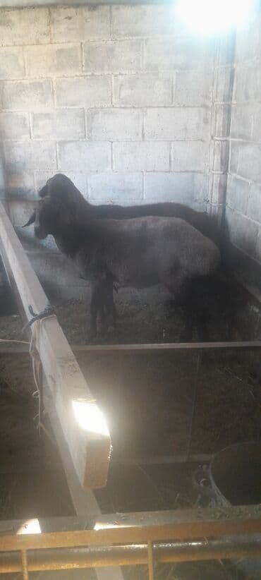 домики для хомяков: Продаю | Баран (самец) | Для разведения — 5