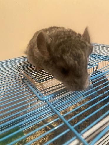 Аквариумы: ГОТОВЫ К БРОНИРОВАНИЮ 3 ШИНШИЛЛЫ 2 мальчика1 девочка Дата рождения — 2