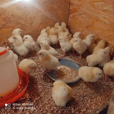 Другие животные: Продаю | Цыплята | Бройлерная | На забой — 2