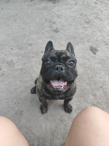 Вязка: Бульдог, Самец, 1 год, С прививкой, С родословной