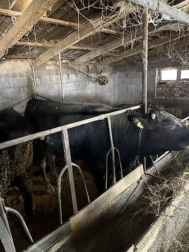 продажа быков: Продаю | Бык (самец) | На откорм | Осеменитель — 1