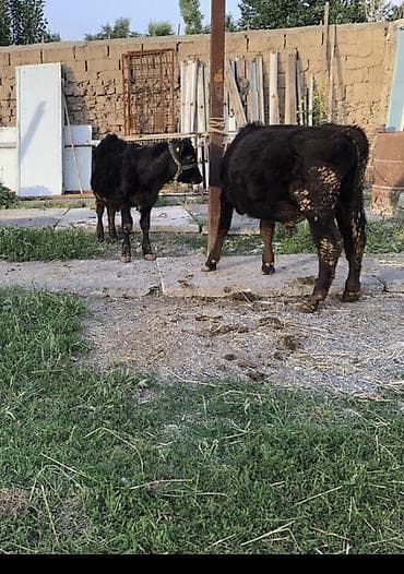каракол животное: Сатам | Уй (ургаачы), Бука (эркек), Кунаажын | Бордоп семиртүү үчүн, Көбөйтүү үчүн, Сүт алуу үчүн — 9