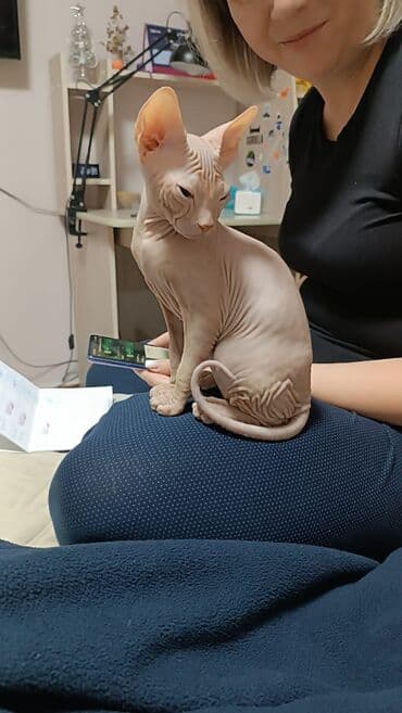 Продается прекрасный малыш сфинкс-резинка светленький мальчишка. Очень