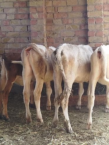 Продам тёлочки прощу по53 5 штук at lalafo.kg Продам тёлочки прощу по53 5 штук