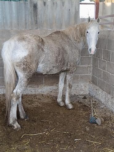 сова живая: Продаю | Кобыла (самка) — 1