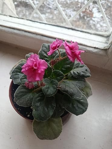 помесь: Элегантное домашнее растение с длинными побегами и глянцевыми зелеными — 2