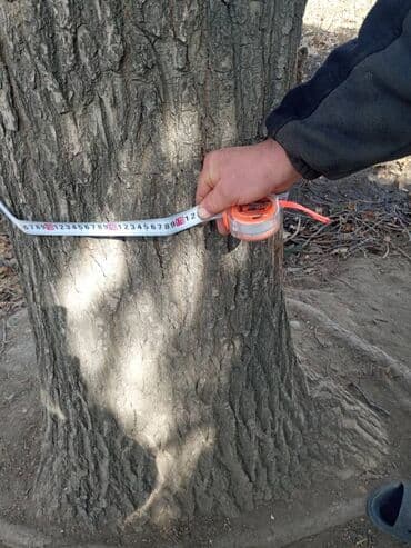 уголь каракече бешсары шабыркуль каражыра доставка бишкек купить фото: 2 дуба спиленные цена договорная — 2