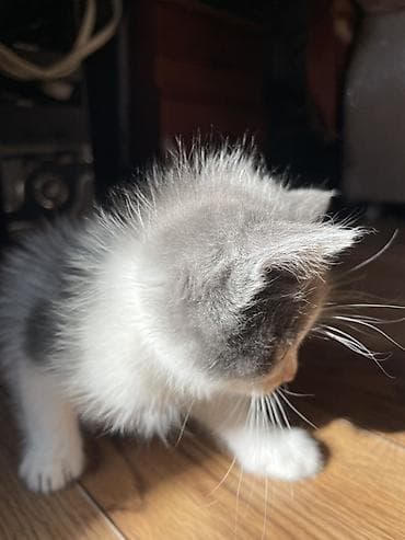 коты мейкун: Котята, домашнее выращивание. - Возраст: 2 месяца. - Окрас: - — 3