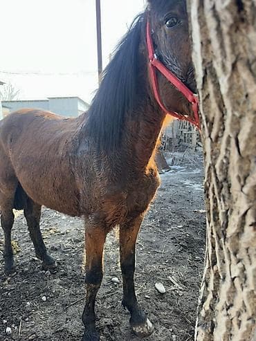 дончак продажа: Продаю | Кобыла (самка) | Дончак | Мерин — 3