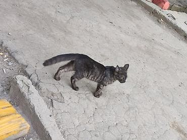 Кошка даром: Беспородная, 2 месяца, Мальчик — 2