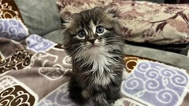 Скотиш Фолд (Шотландиялык шалпаң кулак), 2 айлык, Ургаачы, Лотокко барууга үйрөтүлгөн — 1