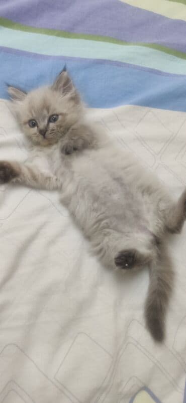 Грызуны: 2 месяца, Девочка, Приучена к лотку, Проглистована — 5