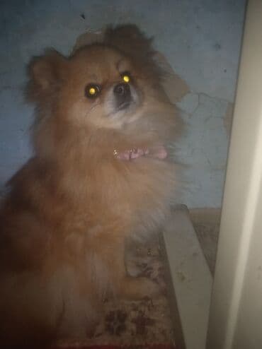 где можно взять собаку бесплатно: Бишкек Очаровательная пара шпицев ищет заботливую семью: НА ФОТО НЕ — 1