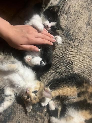 карликовые котята: Кошка даром: Лесная, 2 месяца, Девочка, Приучена к лотку, Проглистована — 4
