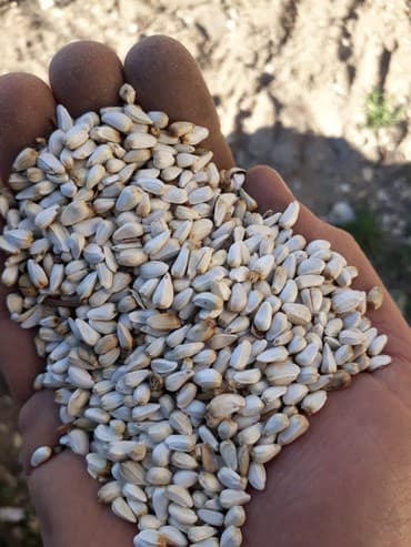 домик для кроликов: Продам сафлор оптом от 25 тонн и выше 
+ — 2