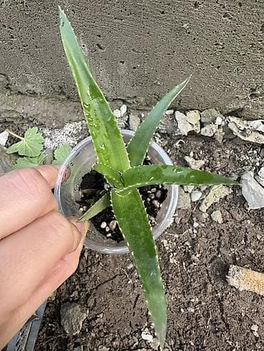 фикусы для офиса: Комнатные растения — коллекция в горшках/стаканчиках Цены 150-450сом — 3