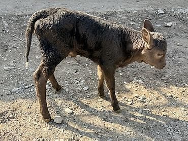 Ветеринар кызматы: Сатам | Музоо — 3