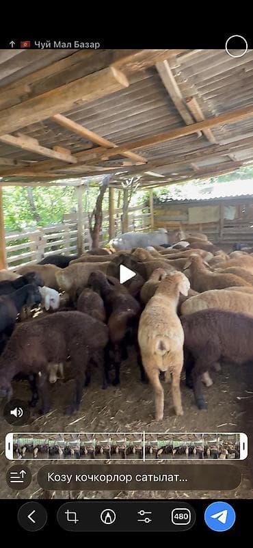 ечки кой: Продаю | Баран (самец) | Арашан | На забой, Для разведения — 6