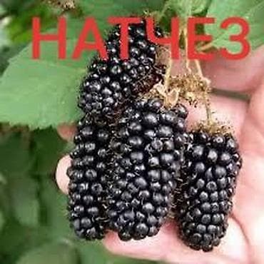 Уруктар жана көчөттөр: Натчез Ежевика безшипная Рассада в горшках ЗКС Саженцы в наличии и — 1