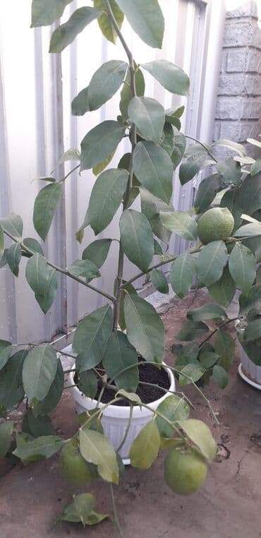 лимон цена за кг бишкек: Саженцы лимонов 2т.с.,5т.с — 1
