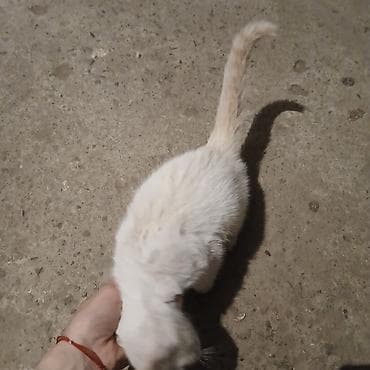 стерилизовать кошку: Кошка даром: Беспородная, 2 месяца, Мальчик — 4