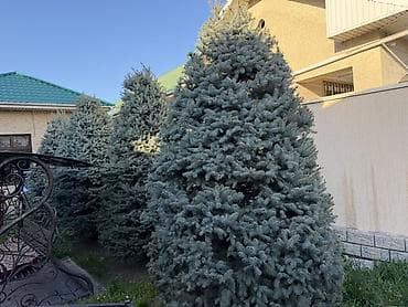 penny board: Продаю ели по 4 метра все 4 одинаковые, ухаживаем все одной формы и — 4