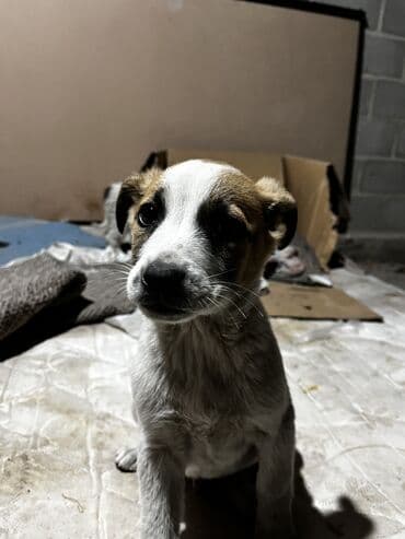 сколько стоит щенок хаски в бишкеке: Щенки дворняги ждут свой новый дом. Нашел на мусорке их. Согрел — 6