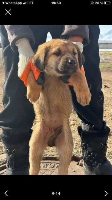 Вязка собак: 2 месяца, Самка — 2