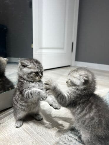 если не кастрировать кота: Шотландские котята Лучший подарок на Новый год и не только!😍 Плюшевые — 5