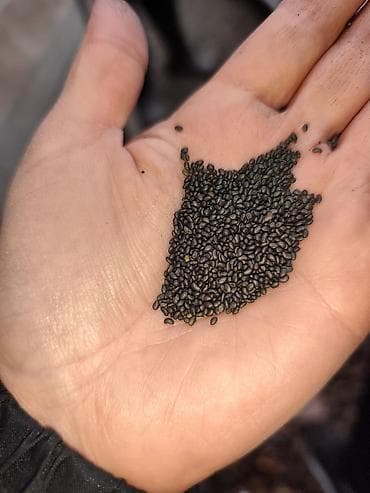 Товары для пикника: Кара беденин урону сатылат 5 жылдык местный баасы300 сомдон — 4