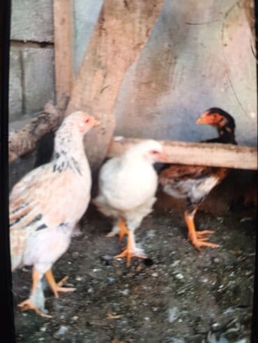 продаю домашние куры: Продаю молодых боевых даканов и цыплят хороших кровей отборных от 500с — 5
