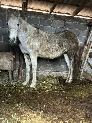 продажа щенков немецкой овчарки с документами в бишкеке: Продаю | Кобыла (самка) | На забой — 1