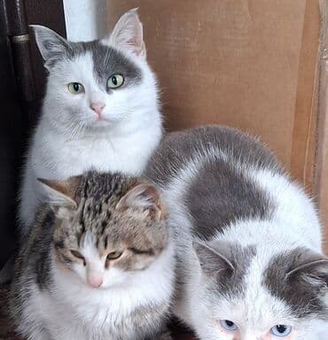 британские котята питомник: Домашние кошки, окрас бело-серый с пятнами. На фото — взрослая кошка с — 1