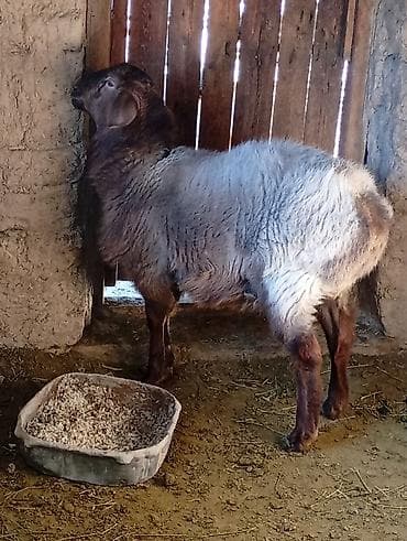 Зоотовары: Продаю | Овца (самка) — 1