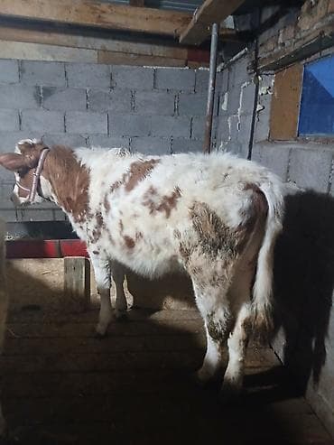 телята голштин: Продаю | Тёлка | Полукровка | На откорм | Привязанные — 5