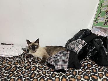 сямская кошка: Кошка даром: Сиамская, 2 года, Мальчик — 1