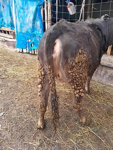 коровы животные: Продаю | Корова (самка) | Полукровка | Для молока | Привязанные — 3