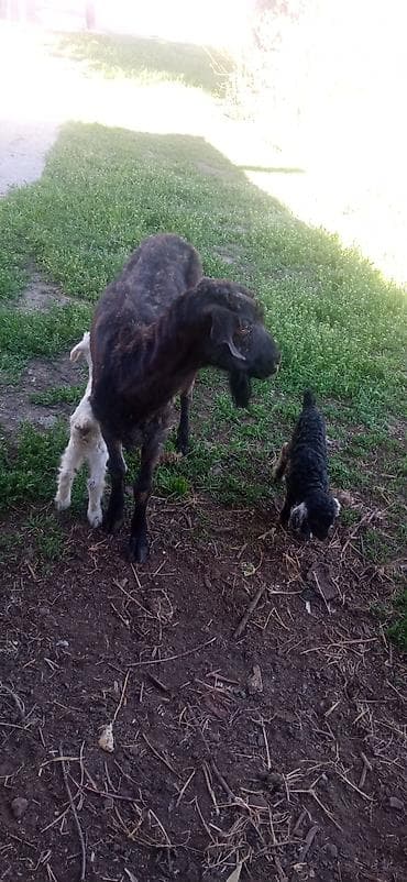 швицкая порода: Продаю | Коза (самка) | Для разведения — 2