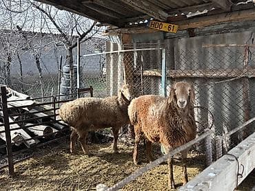 german shepherd: Продаю | Баран (самец) | Для разведения — 1