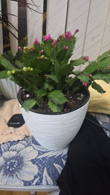 долларовый цветок: Декабрист (Schlumbergera) — комнатный кактус с плоскими членистыми — 30