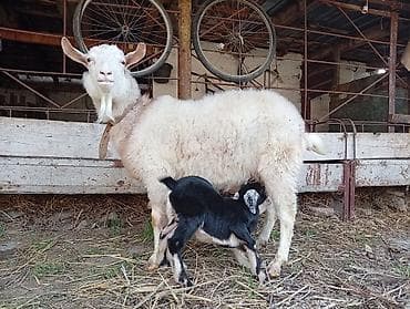 Башка жаныбарлар: Сатам | Эчки (ургаачы) | Аргын | Сүт алуу үчүн | Асыл тукумдуу — 4