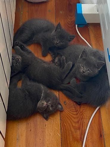 d cat: Котята, серые дымчатые, короткошёрстные. На фото — помёт из нескольких — 1