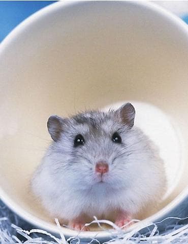 Крысы: ПРОДАЮ СИРИЙСКИХ И ДЖУНГАРСКИХ ХОМЯЧКОВ,А ТАК ЖЕ — 1