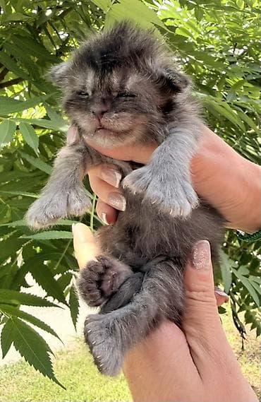 коротколапая кошка: Мейн-кун, 1 месяц, Мальчик, Кастрирована, Приучена к лотку, Проглистована — 6
