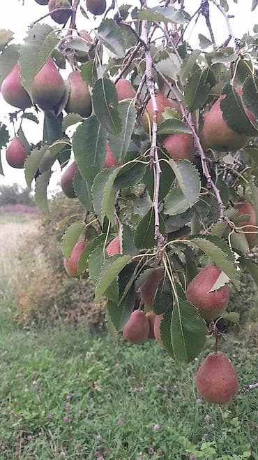 бочка баня цена: 🍐 ПРОДАЁТСЯ ГРУША СОРТА «ТАЛГАРКА» — 5 ГЕКТАРОВ! 🍐 Свежая — 3
